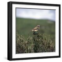 Male Whinchate-CM Dixon-Framed Photographic Print