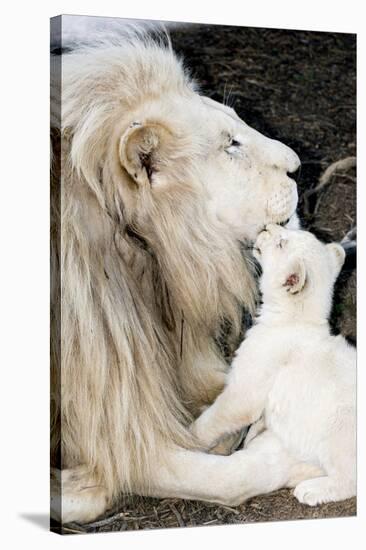 Male White Lion And Cub-Tony Camacho-Stretched Canvas
