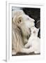 Male White Lion And Cub-Tony Camacho-Framed Photographic Print