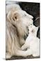 Male White Lion And Cub-Tony Camacho-Mounted Photographic Print