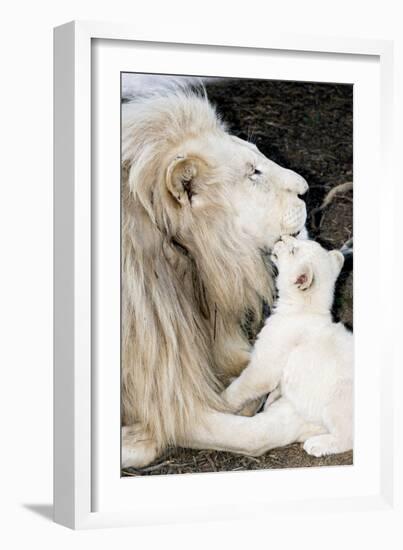 Male White Lion And Cub-Tony Camacho-Framed Photographic Print