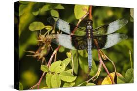 Male Widow Skimmer Bird, Freeway Ponds Park, Albany, Oregon, USA-Rick A. Brown-Stretched Canvas