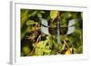 Male Widow Skimmer Bird, Freeway Ponds Park, Albany, Oregon, USA-Rick A. Brown-Framed Photographic Print