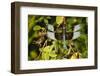 Male Widow Skimmer Bird, Freeway Ponds Park, Albany, Oregon, USA-Rick A. Brown-Framed Photographic Print