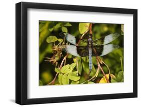 Male Widow Skimmer Bird, Freeway Ponds Park, Albany, Oregon, USA-Rick A. Brown-Framed Photographic Print