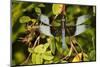 Male Widow Skimmer Bird, Freeway Ponds Park, Albany, Oregon, USA-Rick A. Brown-Mounted Photographic Print