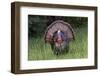 Male wild turkey in full breeding display. Great Smoky Mountains, National Park, Tennessee-Adam Jones-Framed Photographic Print