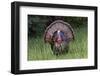 Male wild turkey in full breeding display. Great Smoky Mountains, National Park, Tennessee-Adam Jones-Framed Photographic Print