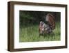 Male wild turkey in full breeding display. Great Smoky Mountains, National Park, Tennessee-Adam Jones-Framed Photographic Print