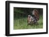 Male wild turkey in full breeding display. Great Smoky Mountains, National Park, Tennessee-Adam Jones-Framed Photographic Print