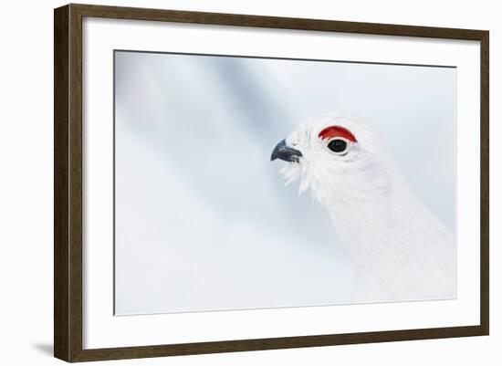 Male Willow Grouse - Ptarmigan (Lagopus Lagopus) Portrait, Inari Kiilopaa, Finland, February-Markus Varesvuo-Framed Photographic Print