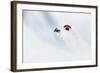 Male Willow Grouse - Ptarmigan (Lagopus Lagopus) Portrait, Inari Kiilopaa, Finland, February-Markus Varesvuo-Framed Photographic Print