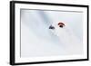 Male Willow Grouse - Ptarmigan (Lagopus Lagopus) Portrait, Inari Kiilopaa, Finland, February-Markus Varesvuo-Framed Photographic Print