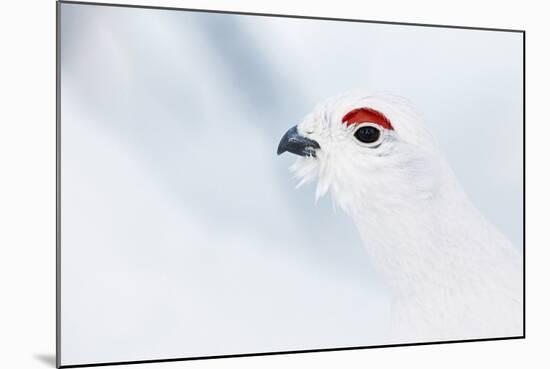 Male Willow Grouse - Ptarmigan (Lagopus Lagopus) Portrait, Inari Kiilopaa, Finland, February-Markus Varesvuo-Mounted Photographic Print