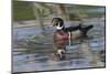 Male, wood Duck, Kentucky-Adam Jones-Mounted Photographic Print