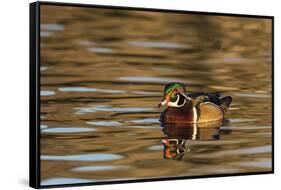 Male Wood Duck Reflected in the Golden Evening Colors of Lake Murray-Michael Qualls-Framed Stretched Canvas