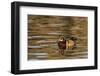 Male Wood Duck Reflected in the Golden Evening Colors of Lake Murray-Michael Qualls-Framed Photographic Print