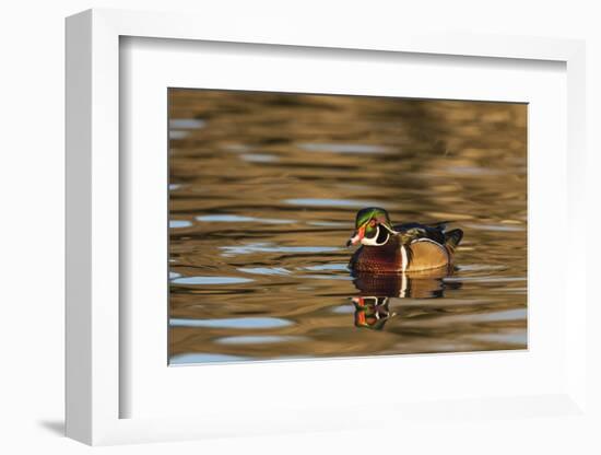 Male Wood Duck Reflected in the Golden Evening Colors of Lake Murray-Michael Qualls-Framed Photographic Print