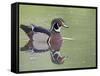 Male Wood Duck Swimming, Belmar Historic Park, Lakewood, Colorado, USA-James Hager-Framed Stretched Canvas