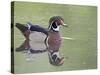 Male Wood Duck Swimming, Belmar Historic Park, Lakewood, Colorado, USA-James Hager-Stretched Canvas