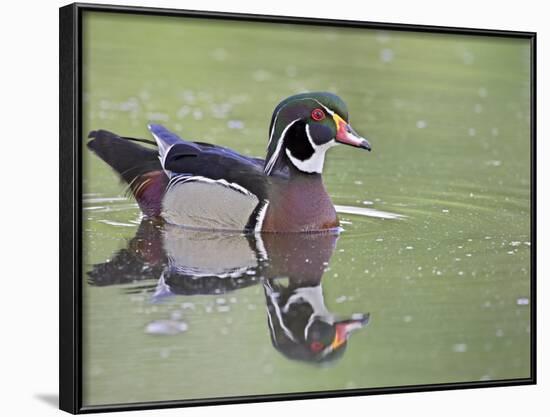 Male Wood Duck Swimming, Belmar Historic Park, Lakewood, Colorado, USA-James Hager-Framed Photographic Print