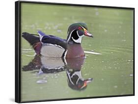 Male Wood Duck Swimming, Belmar Historic Park, Lakewood, Colorado, USA-James Hager-Framed Photographic Print