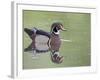 Male Wood Duck Swimming, Belmar Historic Park, Lakewood, Colorado, USA-James Hager-Framed Photographic Print