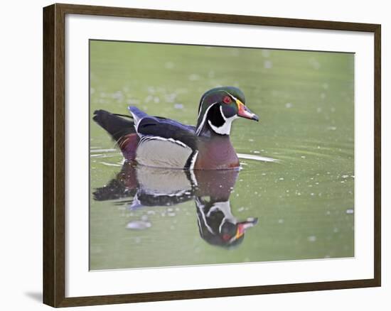 Male Wood Duck Swimming, Belmar Historic Park, Lakewood, Colorado, USA-James Hager-Framed Photographic Print