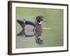 Male Wood Duck Swimming, Belmar Historic Park, Lakewood, Colorado, USA-James Hager-Framed Photographic Print