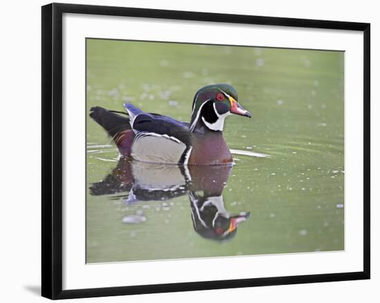 Male Wood Duck Swimming, Belmar Historic Park, Lakewood, Colorado, USA-James Hager-Framed Photographic Print