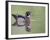 Male Wood Duck Swimming, Belmar Historic Park, Lakewood, Colorado, USA-James Hager-Framed Photographic Print