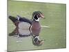 Male Wood Duck Swimming, Belmar Historic Park, Lakewood, Colorado, USA-James Hager-Mounted Photographic Print