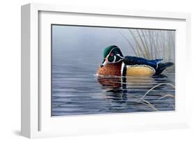 Male Wood Duck-Andrew Kiss-Framed Art Print