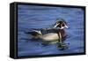 Male Wood Duck-Hal Beral-Framed Stretched Canvas