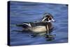 Male Wood Duck-Hal Beral-Stretched Canvas