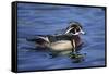 Male Wood Duck-Hal Beral-Framed Stretched Canvas