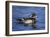 Male Wood Duck-Hal Beral-Framed Photographic Print