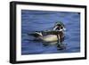 Male Wood Duck-Hal Beral-Framed Photographic Print