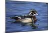 Male Wood Duck-Hal Beral-Mounted Photographic Print