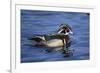 Male Wood Duck-Hal Beral-Framed Photographic Print