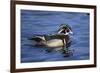 Male Wood Duck-Hal Beral-Framed Photographic Print