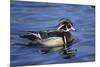 Male Wood Duck-Hal Beral-Mounted Photographic Print