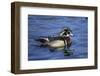 Male Wood Duck-Hal Beral-Framed Photographic Print