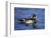 Male Wood Duck-Hal Beral-Framed Photographic Print