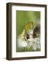 Male Yellow Dung Fly (Scathophaga Stercoraria) Standing on Blackthorn Flowers (Prunus Spinosa)-Nick Upton-Framed Photographic Print