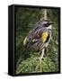 Male Yellow-Rumped Warbler-Adam Jones-Framed Stretched Canvas