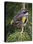 Male Yellow-Rumped Warbler-Adam Jones-Stretched Canvas