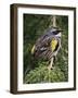 Male Yellow-Rumped Warbler-Adam Jones-Framed Photographic Print