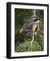 Male Yellow-Rumped Warbler-Adam Jones-Framed Photographic Print