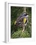 Male Yellow-Rumped Warbler-Adam Jones-Framed Photographic Print